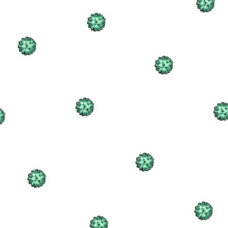 Pattern made beautiful green succulent isolated on white background. Flat lay, top view.の写真素材