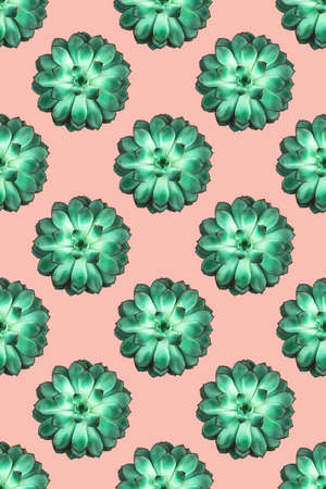 Beautiful green succulent on coral background. Flat lay, top view.の写真素材