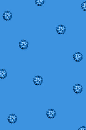 Pattern made beautiful succulent on blue background. Color of year 2020.