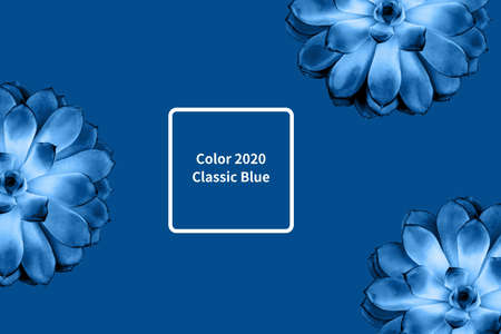Pattern made beautiful succulent on blue background. Color of year 2020.の写真素材