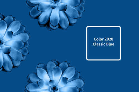 Pattern made beautiful succulent on blue background. Color of year 2020.の写真素材