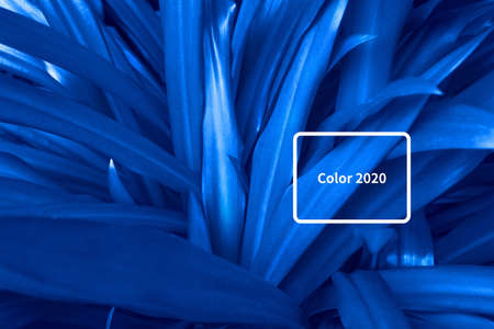 Beautiful dark background of green grass. Color of year 2020.の写真素材