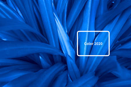 Beautiful dark background of green grass. Color of year 2020.の写真素材