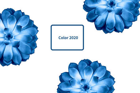 Pattern made blue beautiful succulent isolated on white background. Color of year.の写真素材