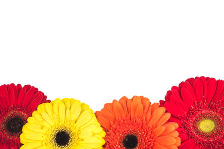 Beautiful floral background of gerbera flowers. Flat lay, top view. Floral pattern. Copy space for text.の写真素材