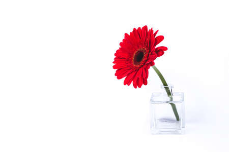 Red gerbera flower in glass vase isolated on white background.の写真素材