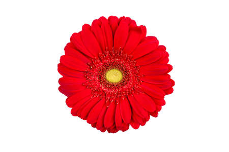 Red gerbera flower isolated on white background.の写真素材