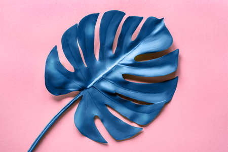 Blue monstera leaf on a pink background. Flat lay, top view. Main color of year 2020.の写真素材