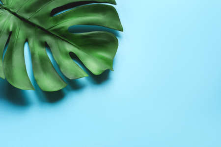 Monstera leaf on a blue background.の写真素材