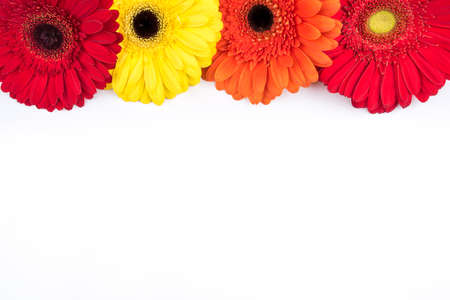 Beautiful floral background of gerbera flowers.