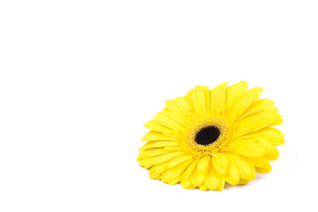 Yellow gerbera flower isolated on white background. Copy space for text.の写真素材