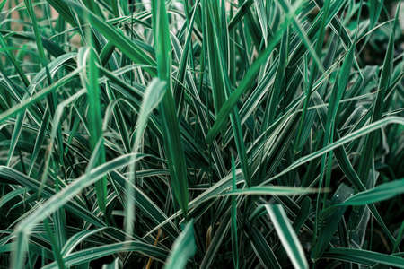 Beautiful natural background of green grass with water drops.の写真素材