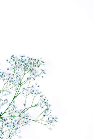 Beautiful flower background of blue gypsophila flowers. Flat lay, top view. Floral pattern.の写真素材