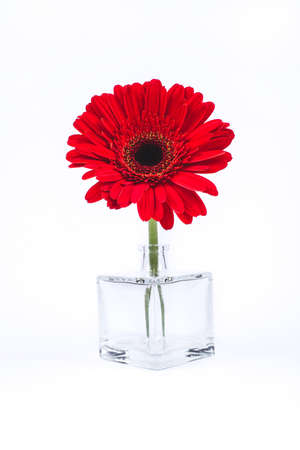 Red gerbera flower in glass vase isolated on white background.の写真素材