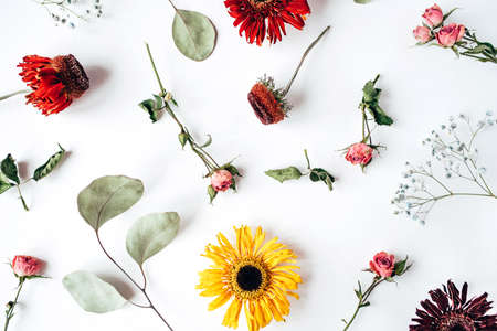Dry flowers pattern isolated on white background. Flat lay, top view.の写真素材