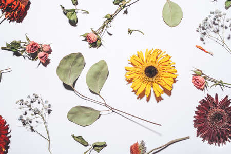 Dry flowers pattern isolated on white background. Flat lay, top view.の写真素材