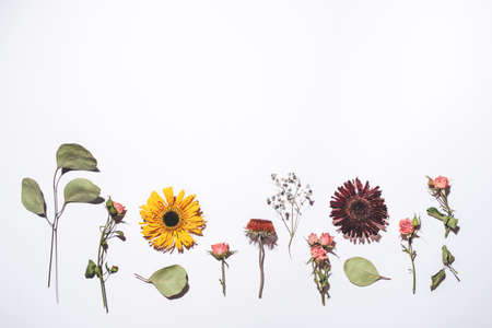 Dry flowers pattern isolated on white background. Flat lay, top view. Copy space for text.の写真素材