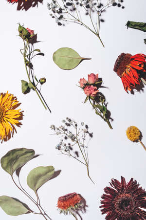 Dry flowers pattern isolated on white background. Flat lay, top view.の写真素材