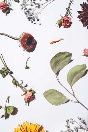 Dry flowers pattern isolated on white background. Flat lay, top view.の写真素材