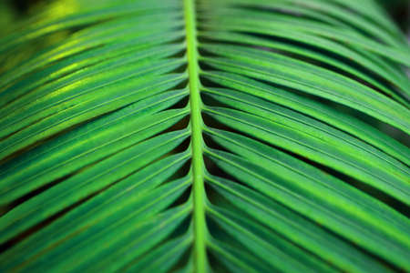 Background of green palm leaf. Close up.の写真素材