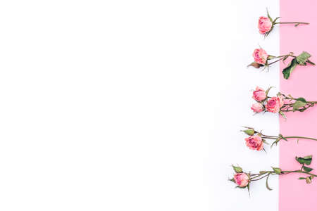 Frame of dried rose flowers on white and pink background. Flat lay, top view. Copy space for text.の写真素材
