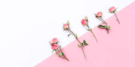Frame of dried rose flowers on white and pink background. Flat lay, top view. Copy space for text.の写真素材