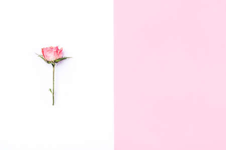 Frame of dried rose flower on white and pink background. Flat lay, top view. Copy space for text.の写真素材