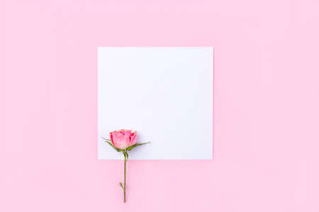 Dried rose flower on pink background. Flat lay, top view. Copy space for text.の写真素材