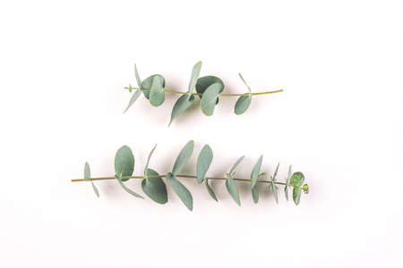 Green eucalyptus branches on a white background. Flat lay, top view.の写真素材