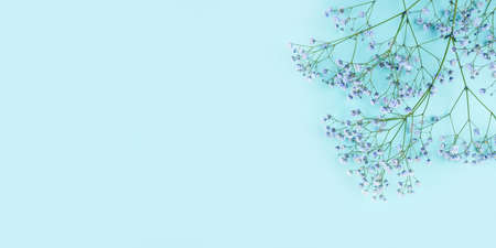 Beautiful flower background of blue gypsophila flowers. Flat lay, top view. Floral pattern.の写真素材