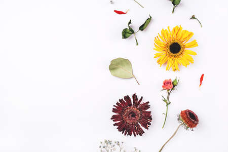 Frame of dry flowers on white background. Flat lay, top view. Copy space for text.の写真素材