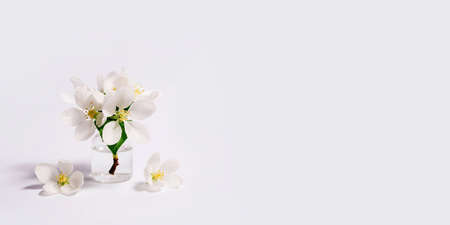 Spa natural cosmetic concept. White background with copy space for text.の写真素材