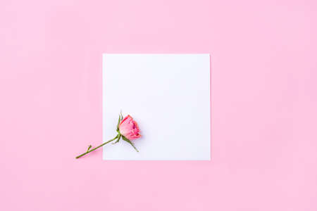 Dried rose flower on pink background. Flat lay, top view. Copy space for text.の写真素材
