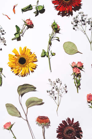 Dry flowers pattern isolated on white background. Flat lay, top view.の写真素材
