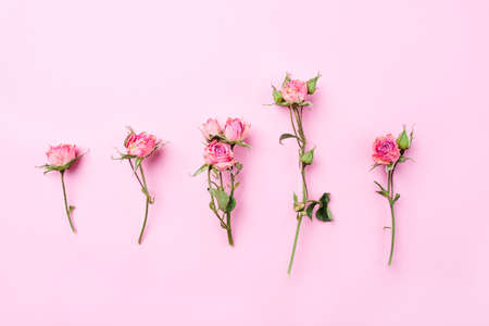 Dried rose flowers on pink background. Flat lay, top view. Copy space for text.の写真素材