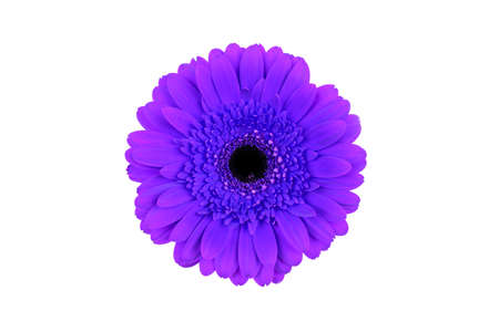 Purple gerbera flower isolated on white background. Top view.の写真素材