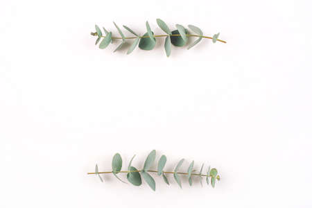Green eucalyptus branches on a white background. Flat lay, top view.の写真素材