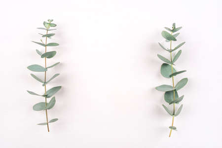 Green eucalyptus branches on a white background. Flat lay, top view.の写真素材