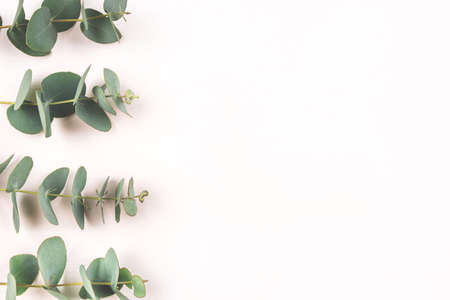 Green eucalyptus branches on a white background. Flat lay, top view.の写真素材