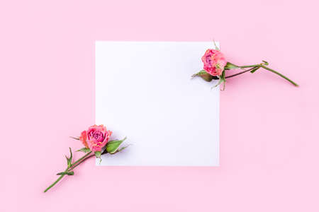 Dried rose flowers on white and pink background. Flat lay, top view. Copy space for text.の写真素材
