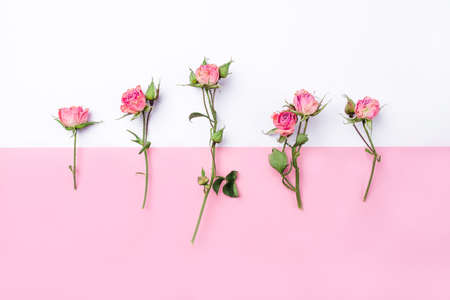 Dried rose flowers on white and pink background. Flat lay, top view.の写真素材