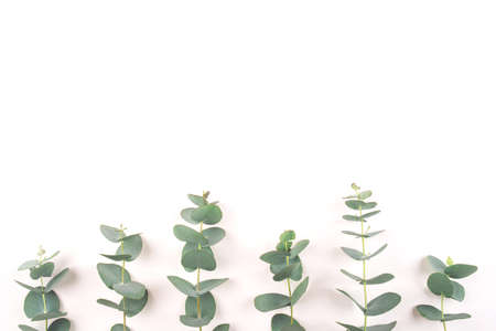 Green eucalyptus branches on a white background. Flat lay, top view.の写真素材