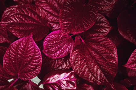 Beautiful dark background of purple leaves. Top view.の写真素材