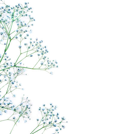 Beautiful flower background of blue gypsophila flowers. Flat lay, top view. Floral pattern. Copy space for text.の写真素材