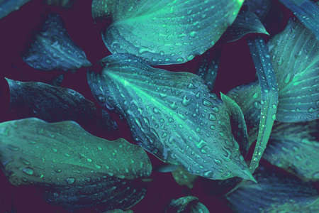 Green foliage with small leaves glistening with raindrops.の写真素材