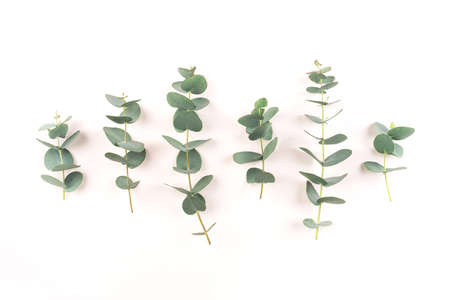 Green eucalyptus branches on a white background. Flat lay, top view.の写真素材