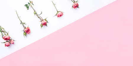 Frame of dried rose flowers on white and pink background. Flat lay, top view. Copy space for text.の写真素材