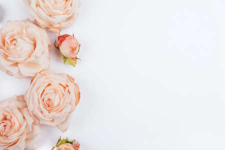 Spring background. Rose flowers on a white background. Flat lay. Copy space for your text.の写真素材