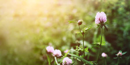 Summer time. Blooming clover on the background of a sunny sunset.の写真素材