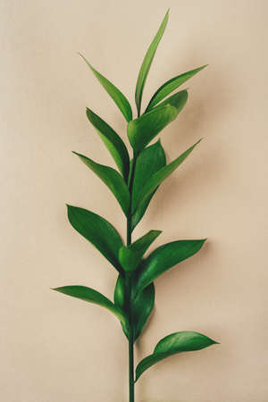 Fresh green branch on a beige background. Minimal concept. Flat lay.の写真素材